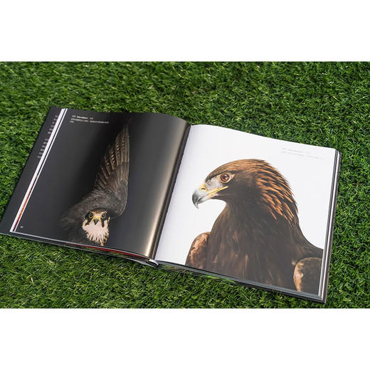 《NATIONAL GEOGRAPHIC珍稀鸟类全书》“影像方舟”（Photo Ark）中文作品！ 商品图8