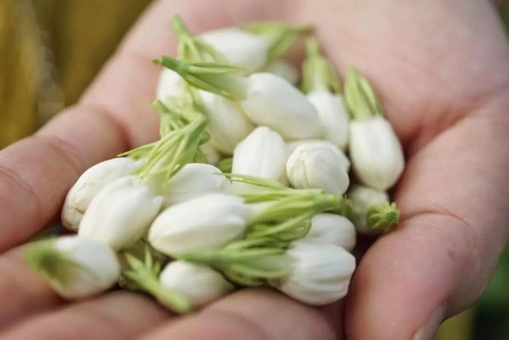 云山玉芽|茉莉花茶 浓香型2019新茶 特级福州茉莉花茶 罐装