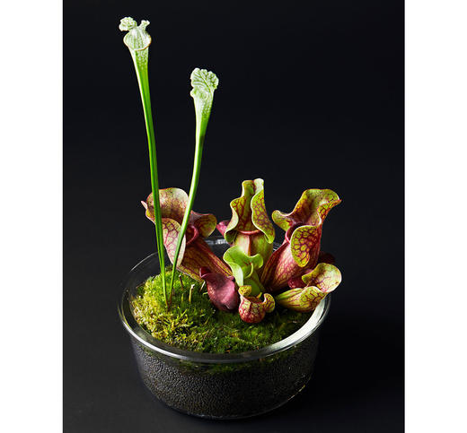 小瓶友紫瓶子草02no061