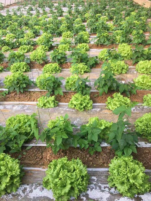 鸿翠园 有机绿叶生菜 商品图7