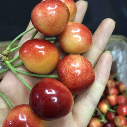 旅顺红绣球大果中果混合脆甜脆甜特急送单发樱桃需要补差价运费私信