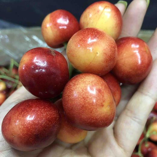 旅顺红绣球大果中果混合脆甜脆甜特急送单发樱桃需要补差价运费私信