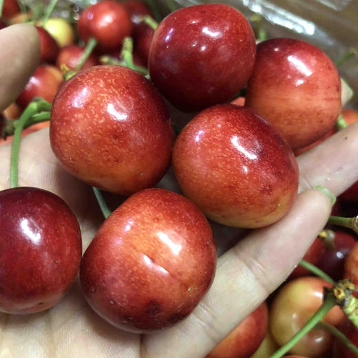 旅顺红绣球大果中果混合脆甜脆甜特急送单发樱桃需要补差价运费私信