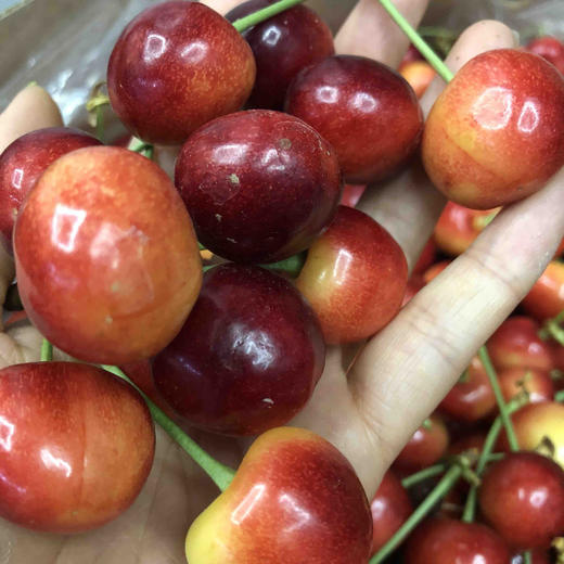 旅顺红绣球大果中果混合脆甜脆甜特急送单发樱桃需要补差价运费私信