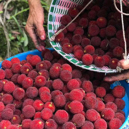【顺丰】青田东魁杨梅礼盒装