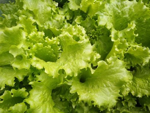 鸿翠园 有机绿叶生菜 商品图13