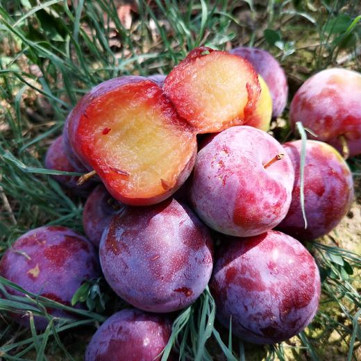 秦岭六月紫李子王 | 山人优选,硬吃酸甜生津止渴,软吃醇甜柔嫩多汁