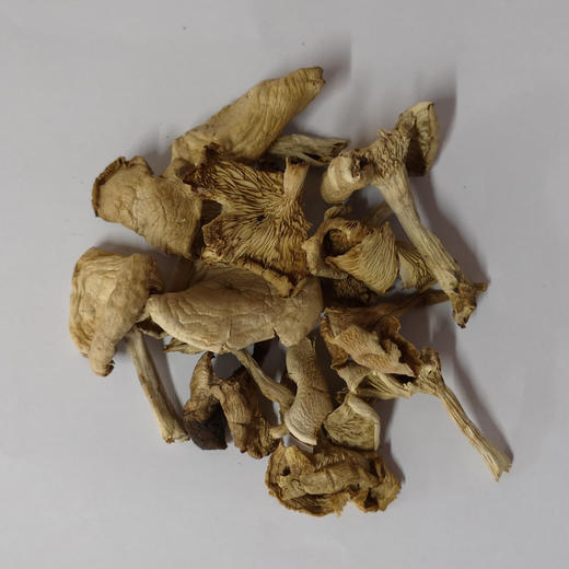 野生白花脸蘑(呼伦贝尔)