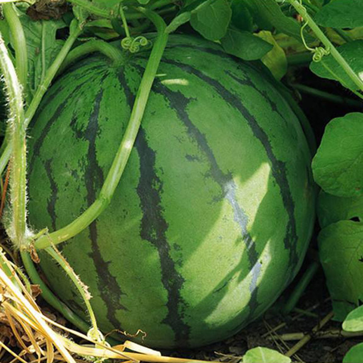 帅童西瓜1个3000g200g