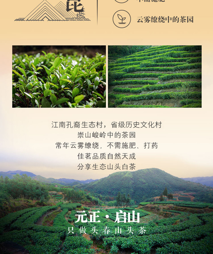 启山白茶 福鼎白茶 茶叶 西昆 贡眉 400g