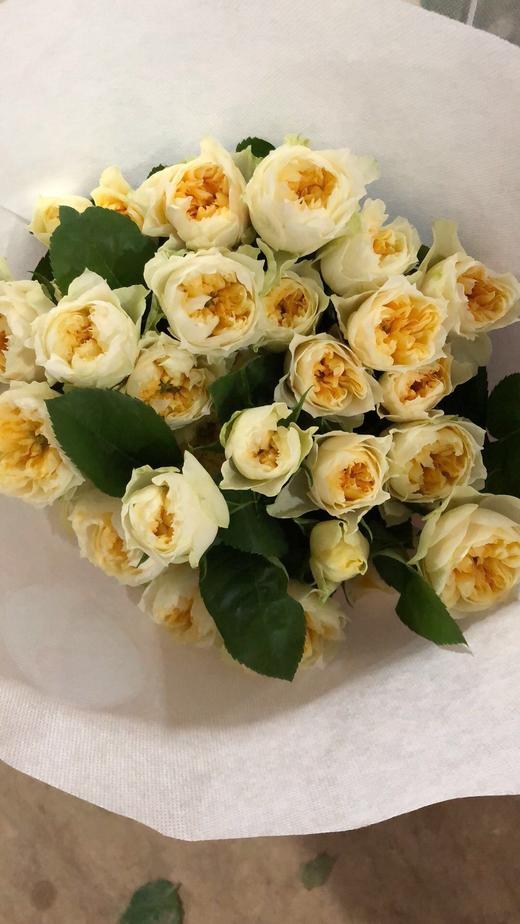 多头玫瑰玉蝴蝶