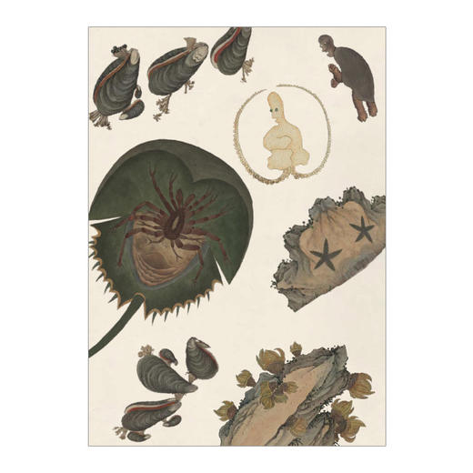 海错图笔记 张辰亮 著 解读故宫藏品《海错图》中的生物密码 中信出版社图书 正版书籍 商品图3