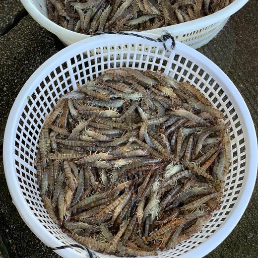 【野生花节虾】/斑节虾,纯野生海捕 船上直接急冻锁鲜 顺丰冷链到家 一份400克 商品图2