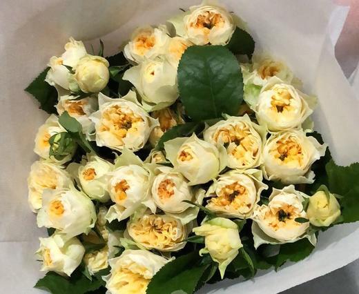 多头玫瑰玉蝴蝶