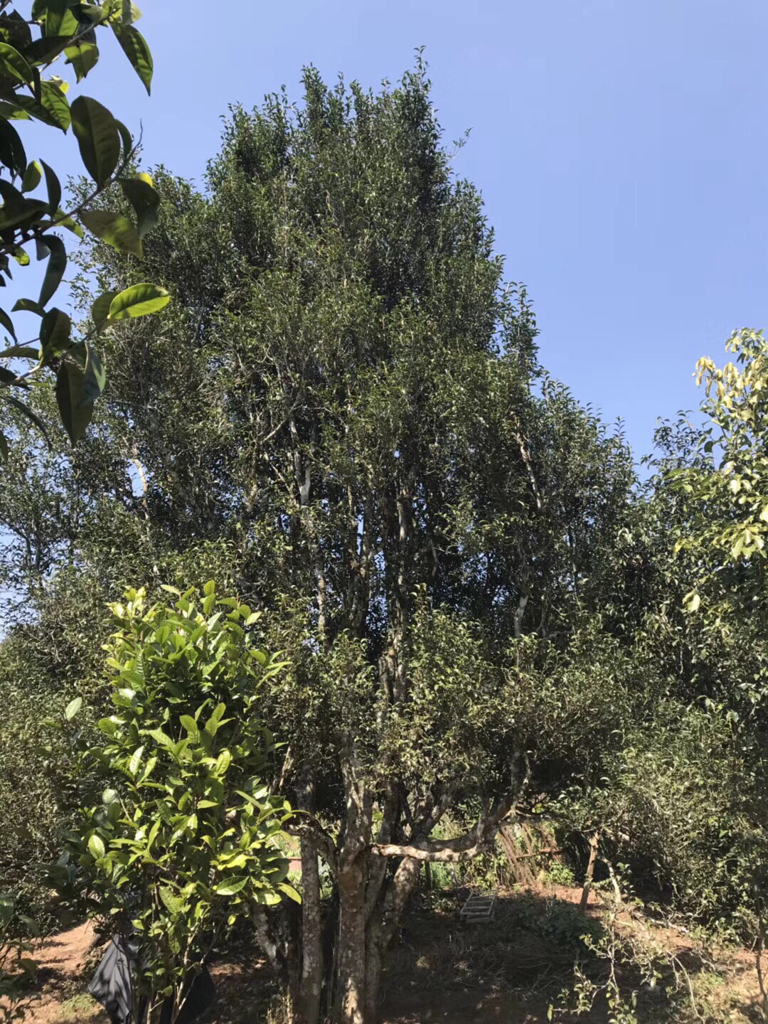 2018年困鹿山古树生茶