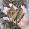 【野生花节虾】/斑节虾,纯野生海捕 船上直接急冻锁鲜 顺丰冷链到家 一份400克 商品缩略图1