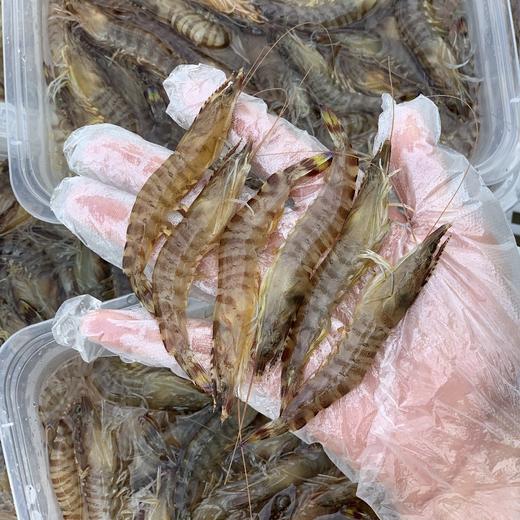【野生花节虾】/斑节虾,纯野生海捕 船上直接急冻锁鲜 顺丰冷链到家 一份400克 商品图1