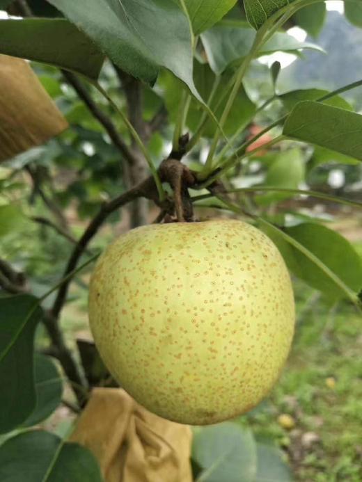 广西天等定明村返乡妈妈桂花梨清脆甜酥9斤装