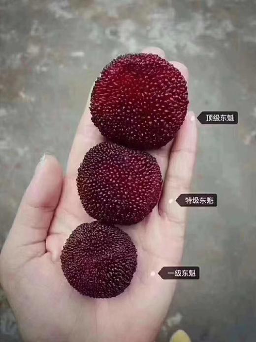 仙居杨梅鲜果 商品图3