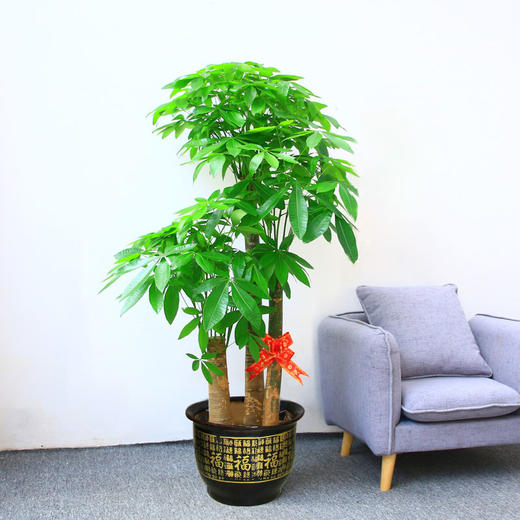 三杆步步高发财树盆栽高约1米6-送开张开业乔迁之喜大型绿植盆栽 商品图0
