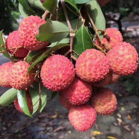 【广西特产】玉林桂味荔枝5斤装/美荔相送,个大饱满