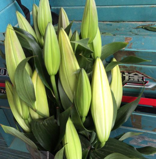 fzc百合赞比西多头