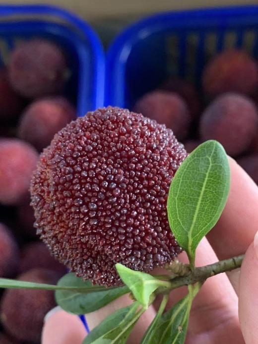 仙居杨梅鲜果 商品图0