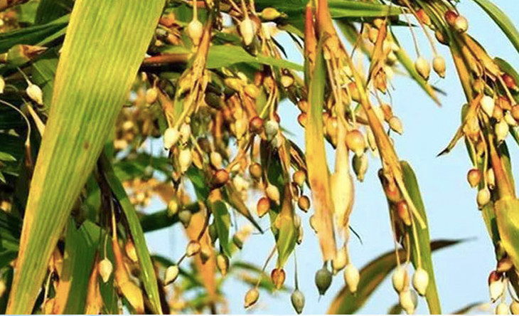 宁化淮土糯薏米道地碎粒薏米祛湿气养脾胃