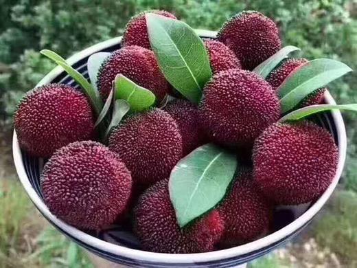 东魁杨梅中果3斤口感嫩甜水