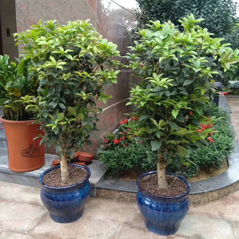 1盆桂花树盆栽 浓香型四季开花大型绿植庭院好养月桂花卉 高约1米7 盆子随机