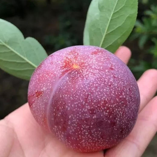 正宗桐乡槜李2斤装千年名果李中之王可以吸着吃的水果顺丰包邮