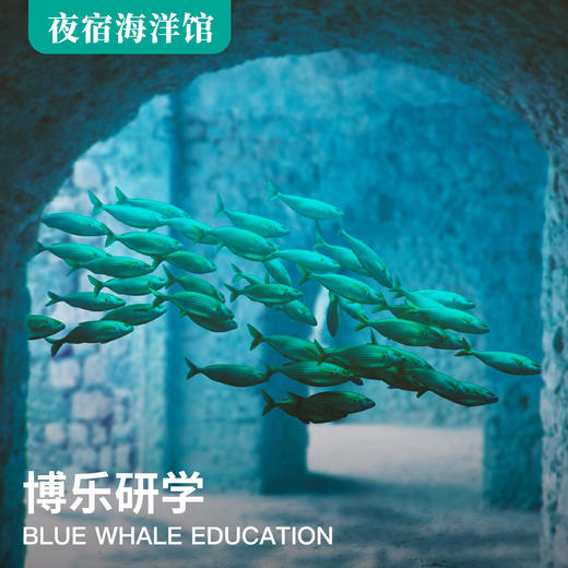 （夜宿） |《海洋馆奇妙夜》—博物馆系列【12.31、1月11日】 商品图0
