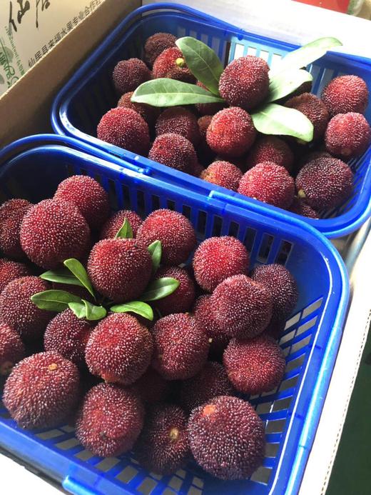 仙居杨梅鲜果 商品图5