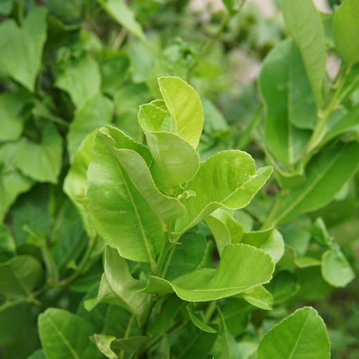 生态香水柠檬叶 | 绿家自产*Eco-lemon leaf | Self-production 商品图1