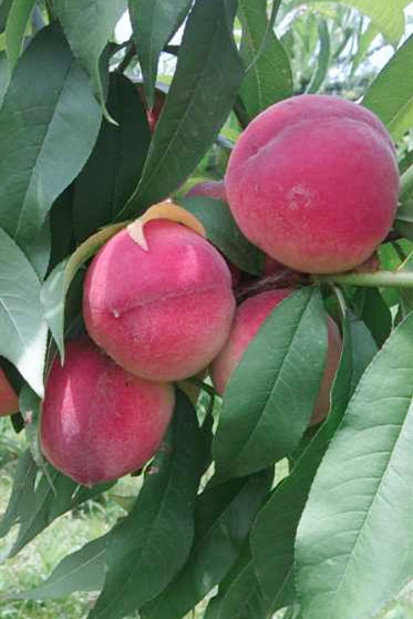 无公害脆桃六月白12元份2斤或有虫眼及虫痕介意勿购