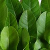 生态香水柠檬叶 | 绿家自产*Eco-lemon leaf | Self-production 商品缩略图2