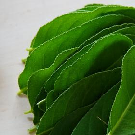 生态香水柠檬叶 | 绿家自产*Eco-lemon leaf | Self-production