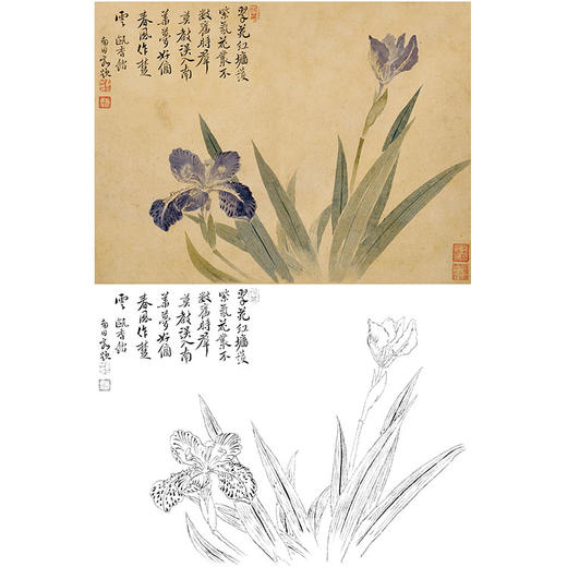 恽寿平没骨花鸟白描底稿-斗方小品册页-SP32 商品图0