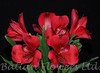 【进口六出花】红色  5枝 商品缩略图2
