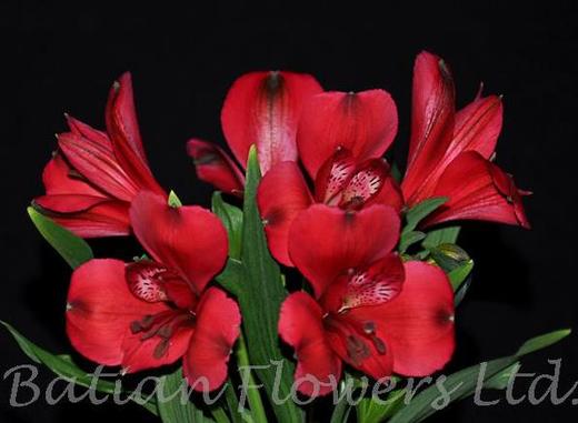 【进口六出花】红色  5枝 商品图2