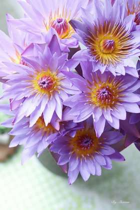 睡莲：紫色，10枝【现货】