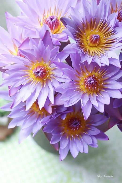 睡莲：紫色，10枝【现货】 商品图0