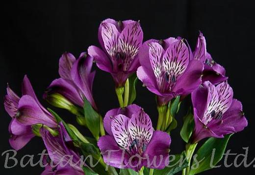 【进口六出花】深紫色  5枝 商品图1