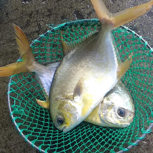 海鲜精选东山海鲜61活鲜野生金鲳鱼好吃不贵满满的胶质清蒸干煎都是