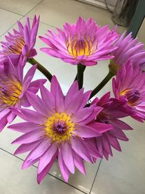 睡莲：粉色，10枝【现货】