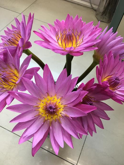 睡莲：粉色，10枝【现货】 商品图0