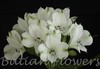 【进口六出花】白色  5枝 商品缩略图2