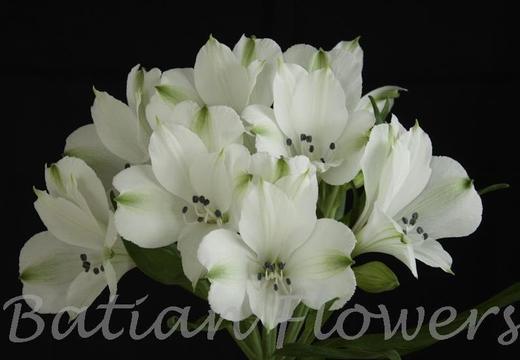 【进口六出花】白色  5枝 商品图2