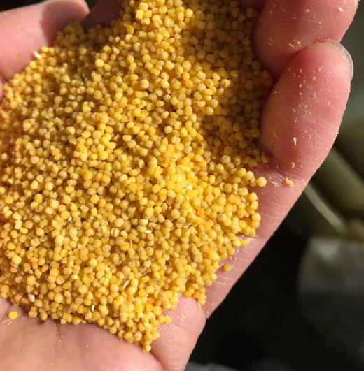 老品种米脂小米 传统小磨 不抛光 商品图0