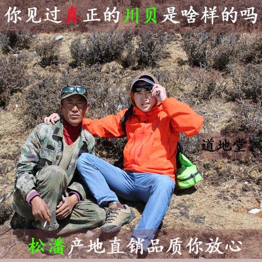 仙蒙  四川川贝母 松贝 珍珠贝10克100克500克 商品图1